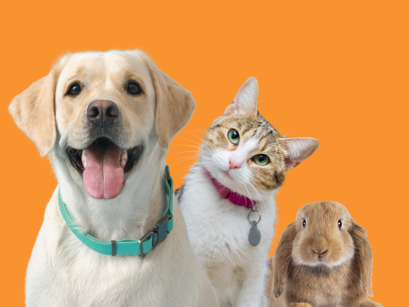 Dog, cat, and rabbit on orange background.