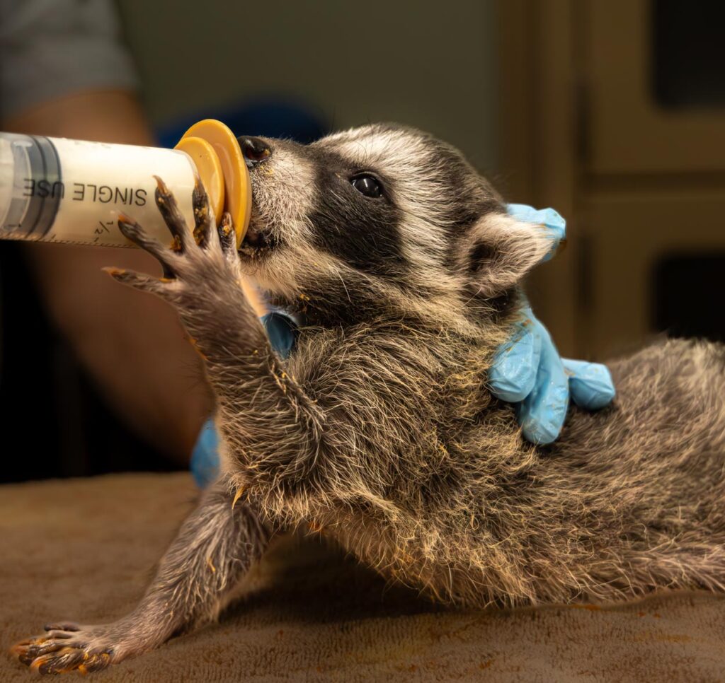 Baby raccoon bottle-fed by gloved caretaker.