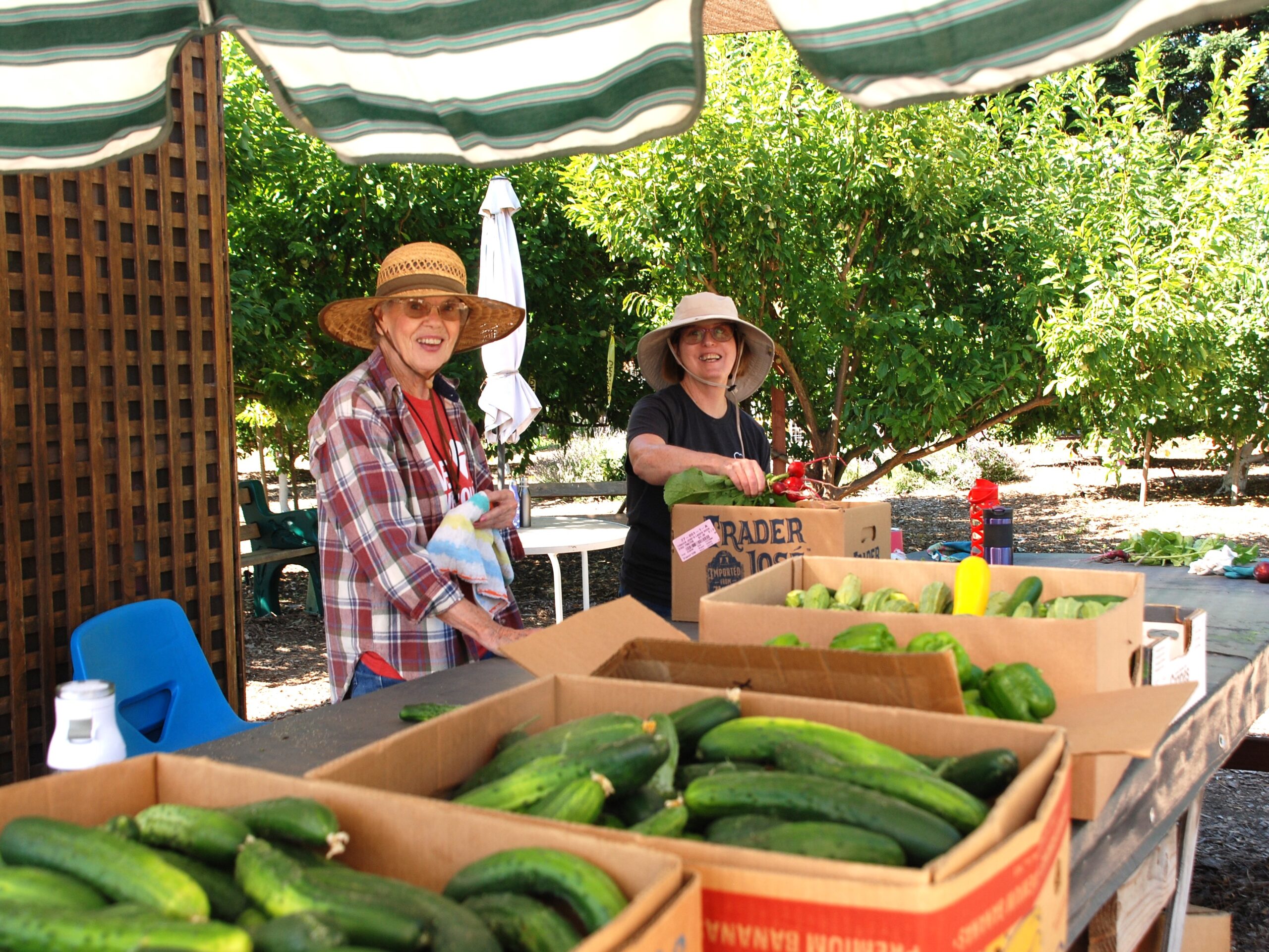 Farmers selling vegetables at outdoor market stand.