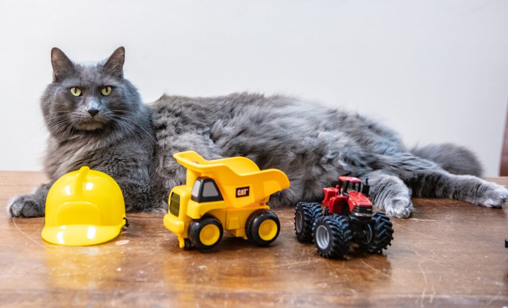 Gray cat with toy truck and hard hat