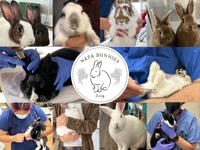 Napa Bunnies receiving care from veterinarians.