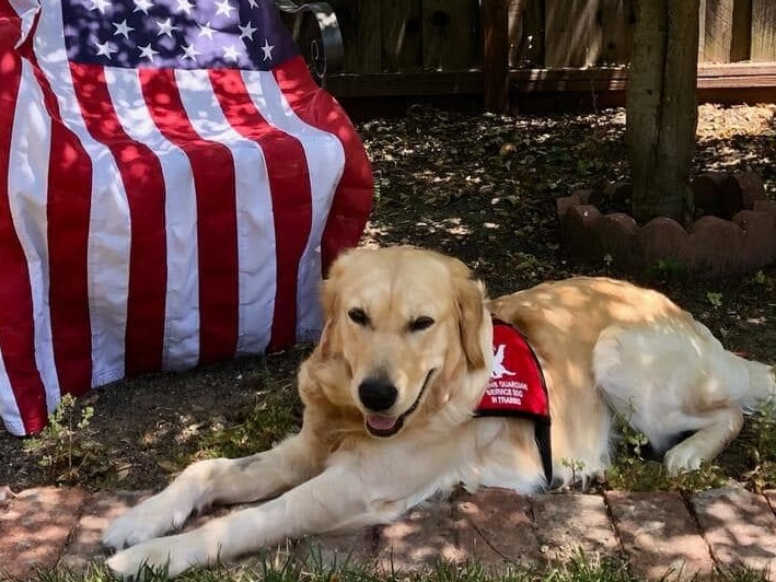 Golden retriever with American flag chair.